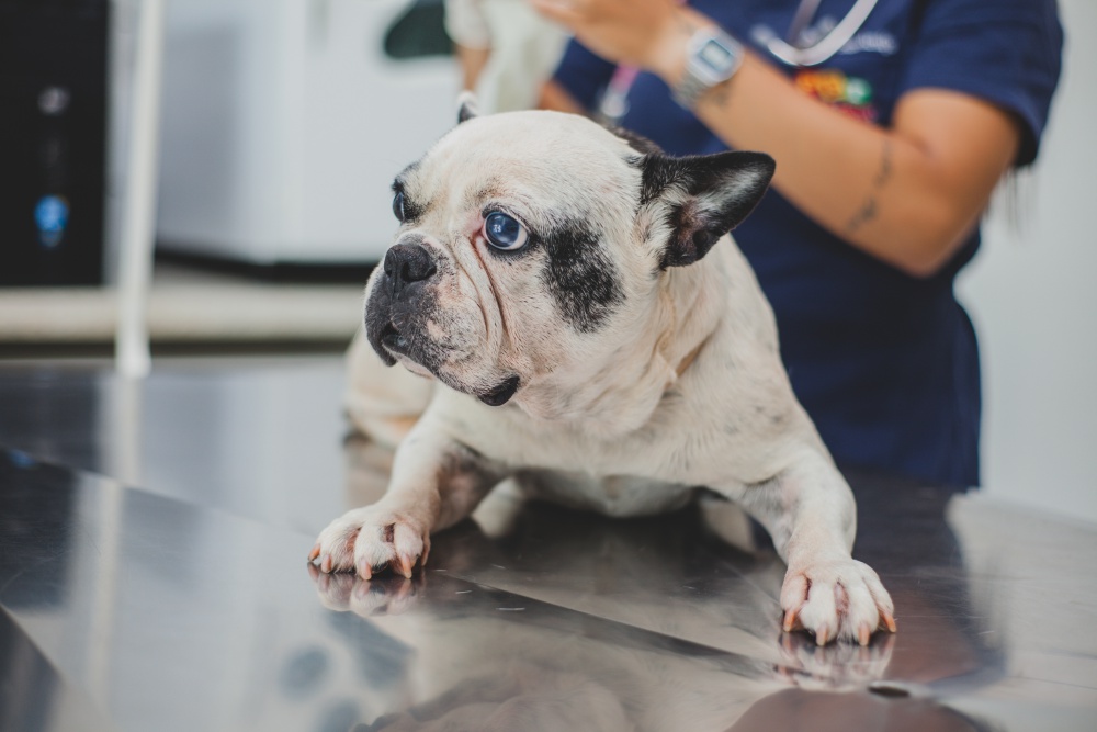 Centro Veterinário Pronto Socorro em Uberlândia